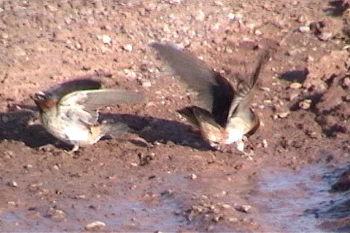 סנונית אמריקנית - ML645729132