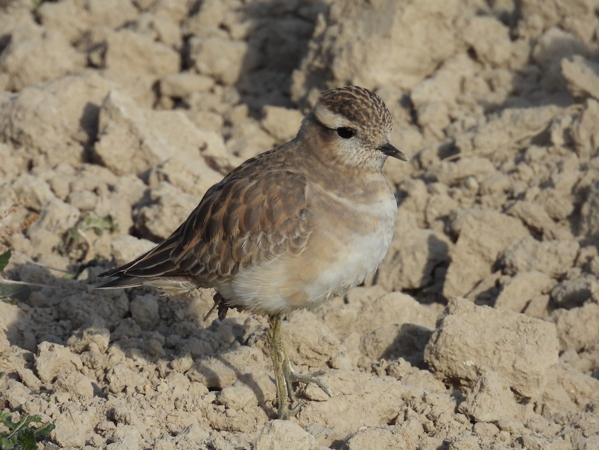 Eurasian Dotterel - ML645729143