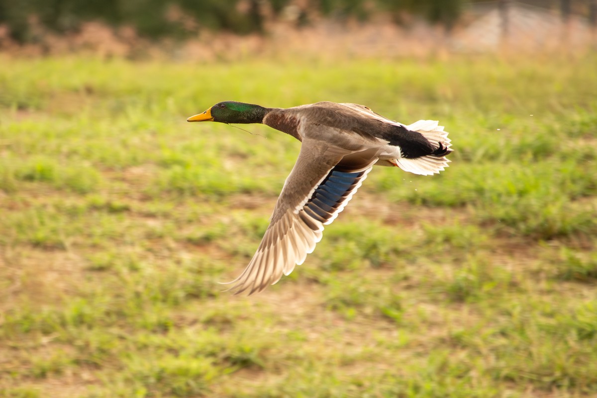 Mallard - ML645729148