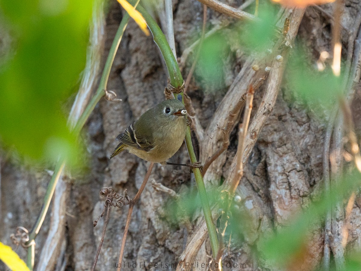 Ruby-crowned Kinglet - ML645729149
