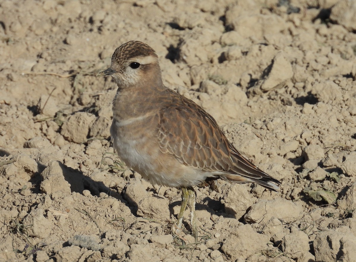Eurasian Dotterel - ML645729150