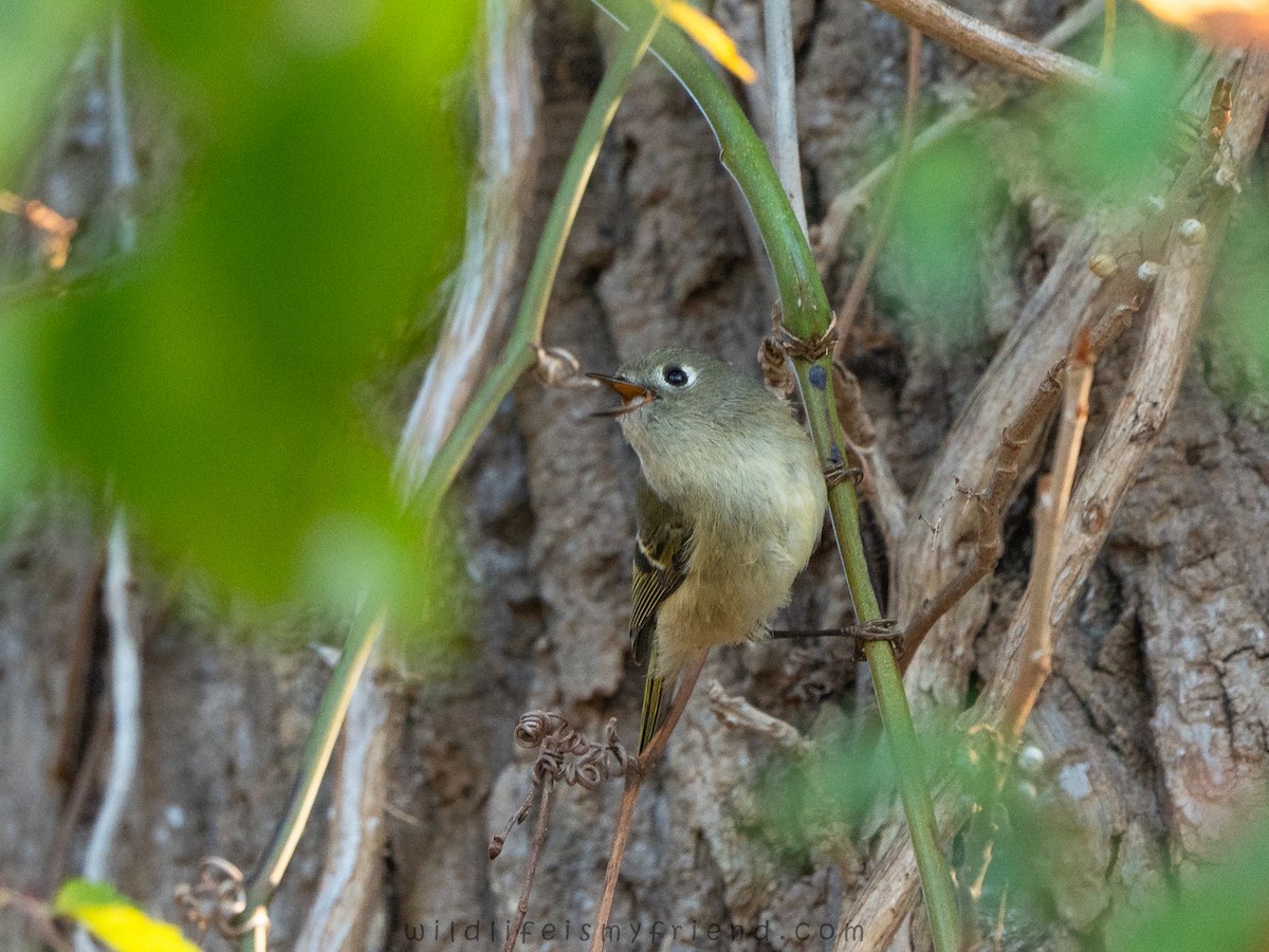Ruby-crowned Kinglet - ML645729155