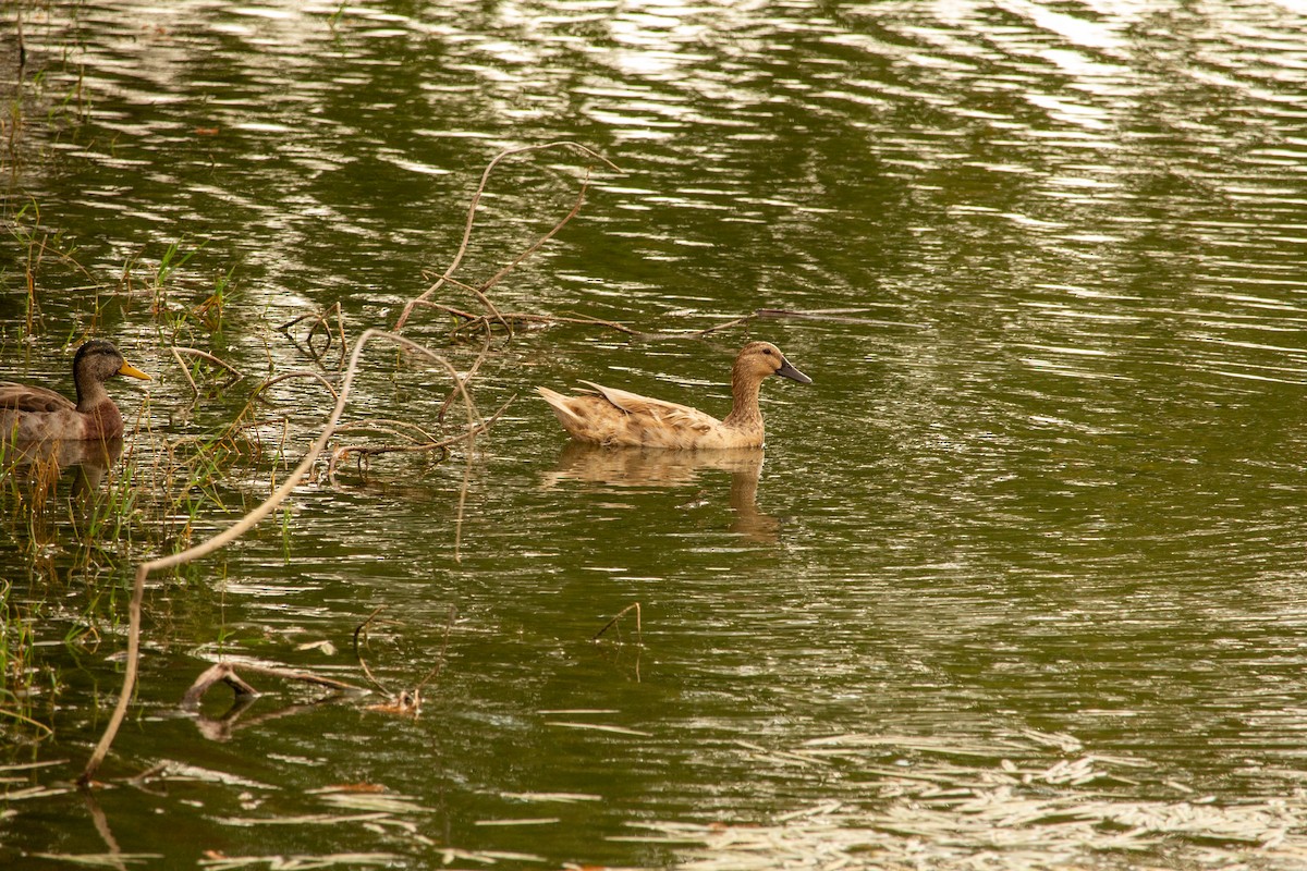 Mallard - ML645729159