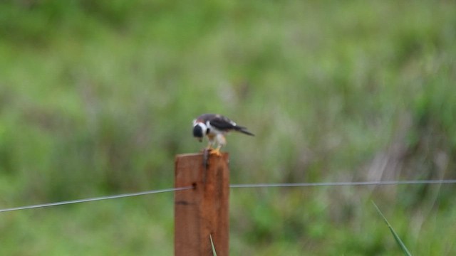 Шуліка-крихітка - ML645729167