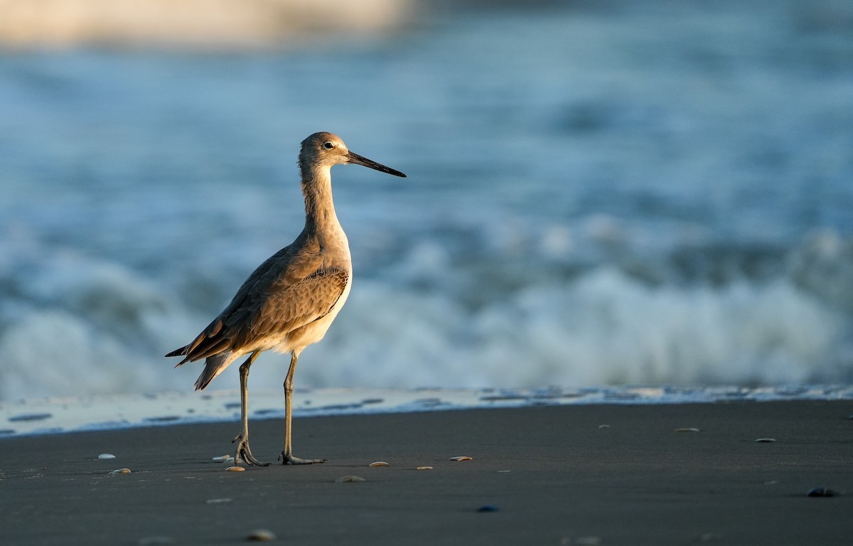 Willet - ML645729168