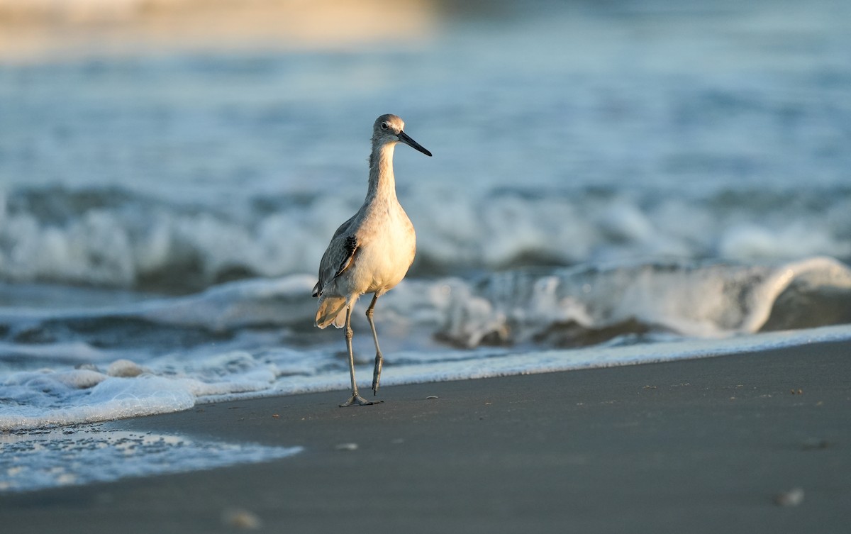 Willet - ML645729169