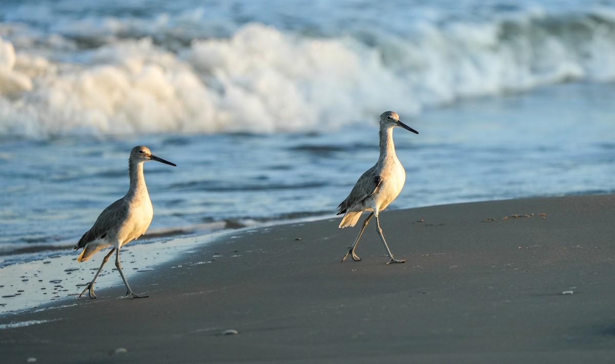 Willet - ML645729171