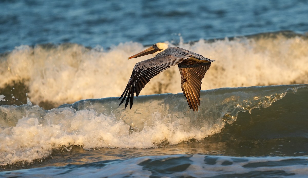 Brown Pelican - ML645729180