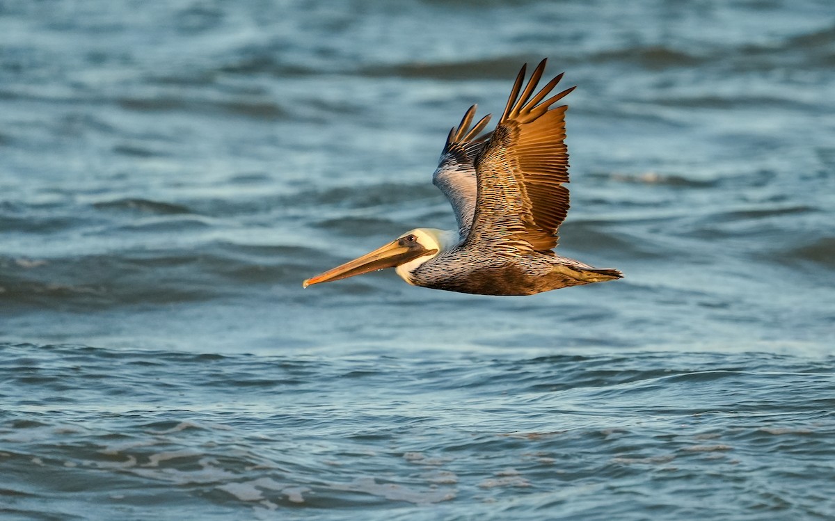 Brown Pelican - ML645729182
