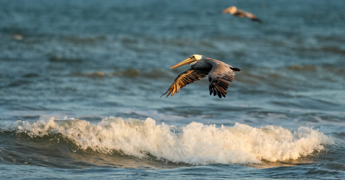 Brown Pelican - ML645729184