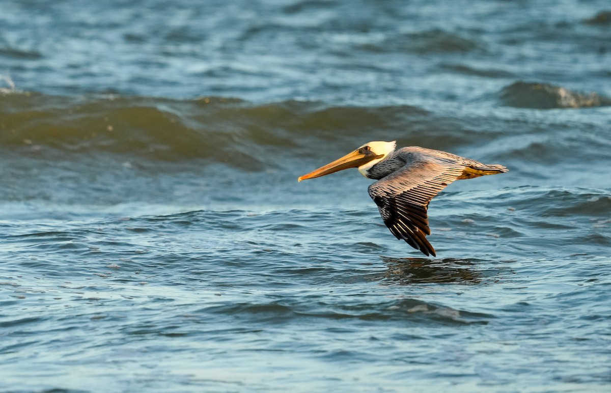 Brown Pelican - ML645729185