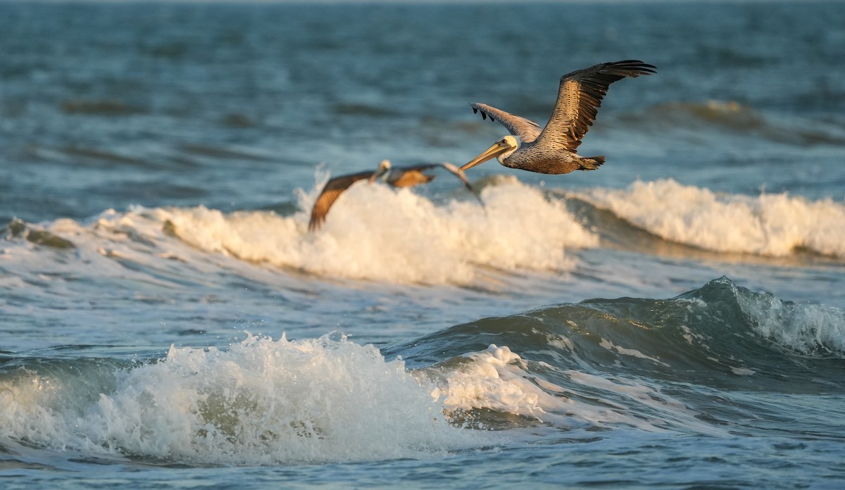 Brown Pelican - ML645729187