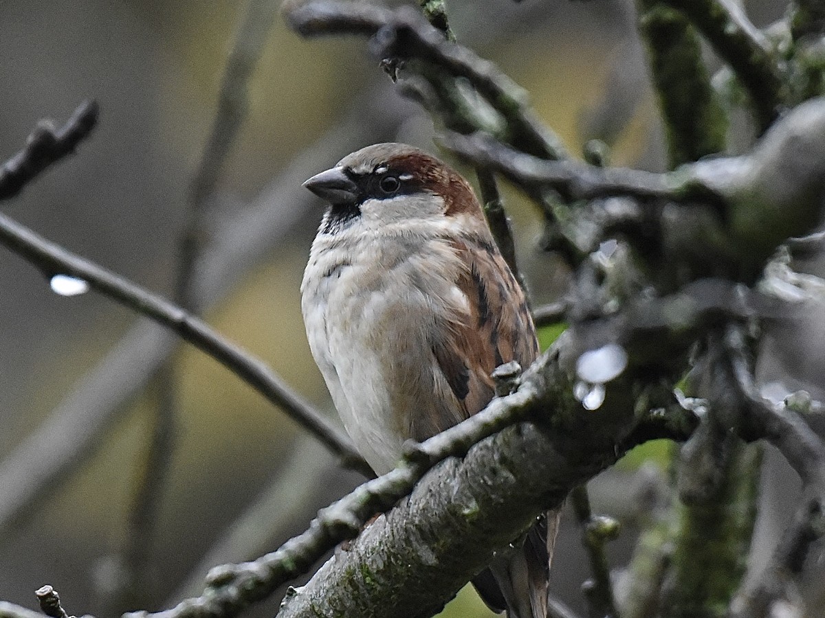 House Sparrow - ML645729189