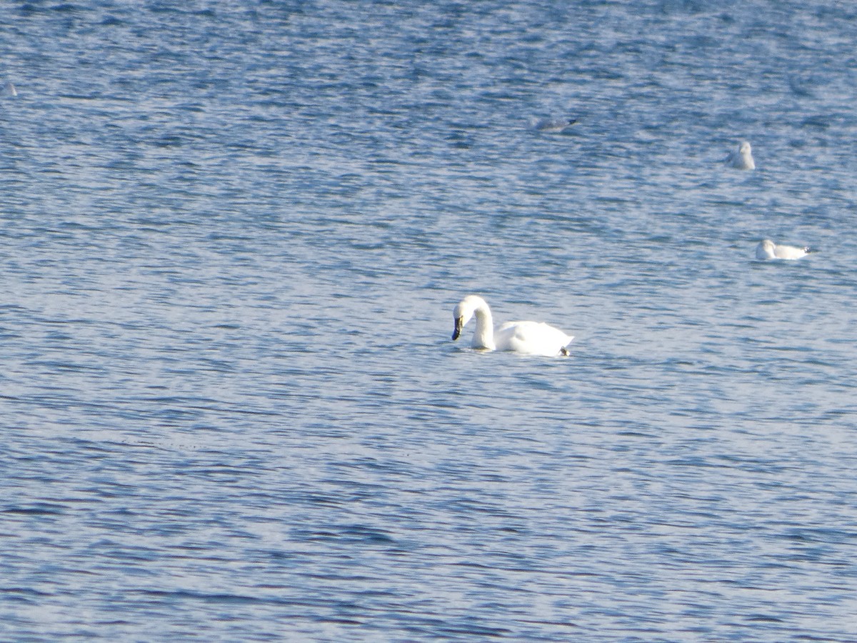 小天鵝 - ML645729196