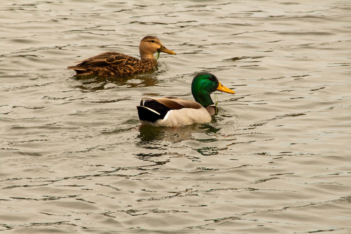 Mallard - ML645729198