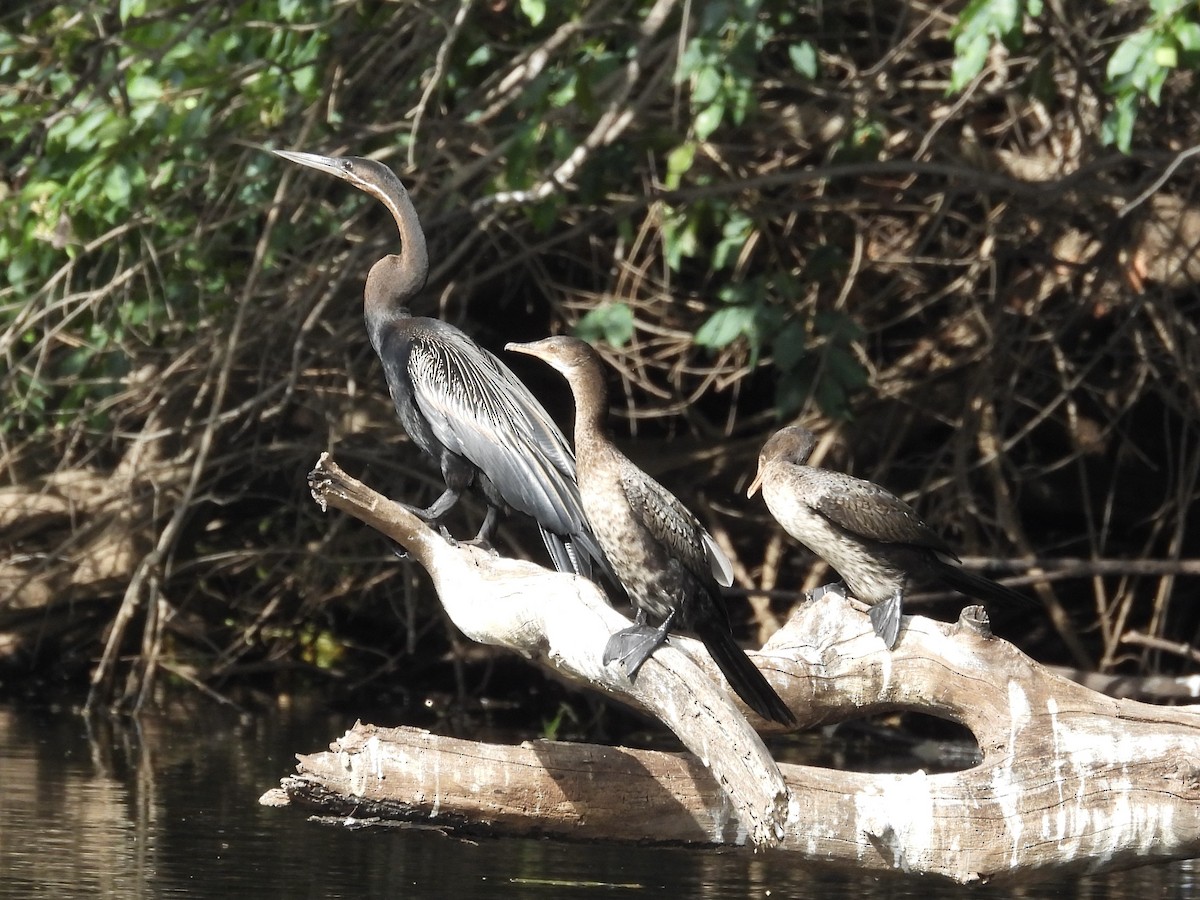 African Darter - ML645729204