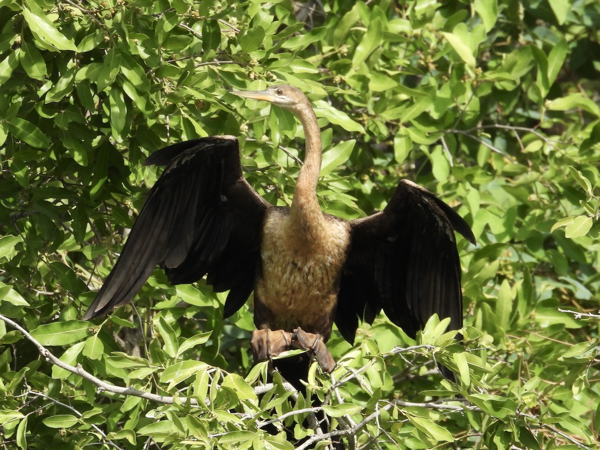 African Darter - ML645729205