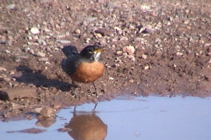 drozd stěhovavý - ML645729209