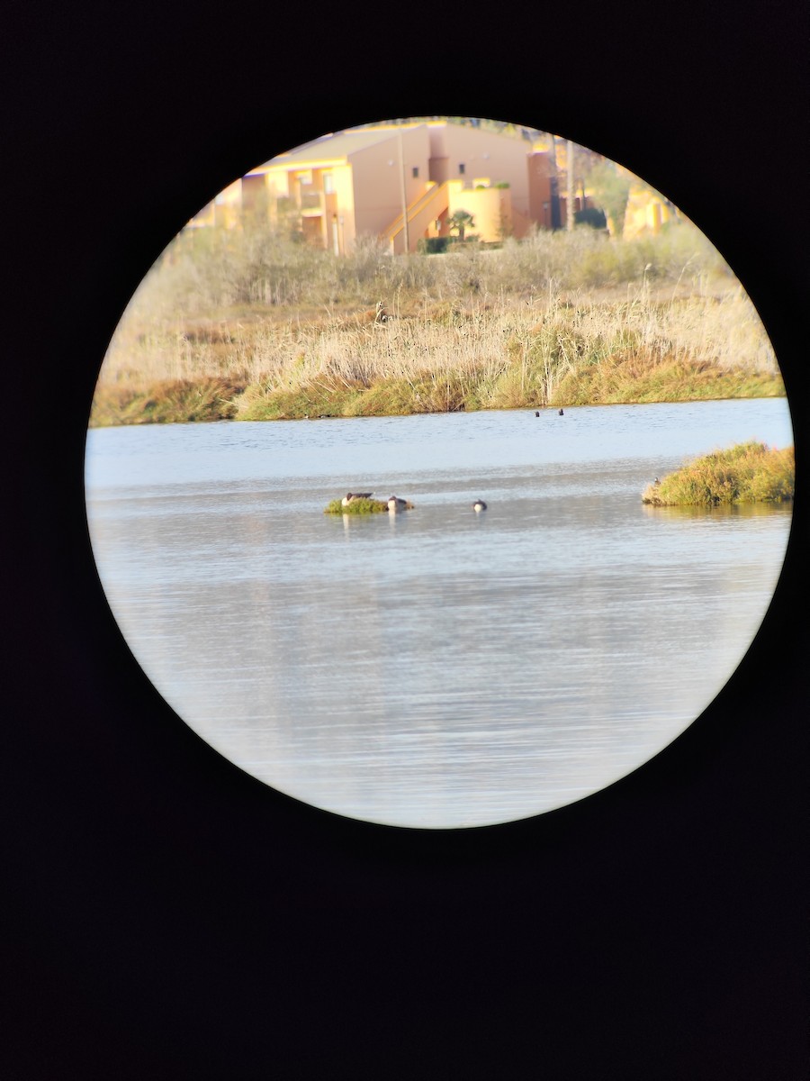 Graylag Goose - ML645729224