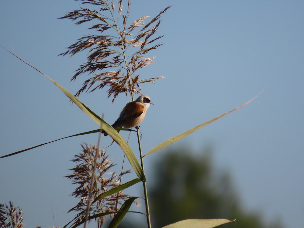 Eurasian Penduline-Tit - ML645729226