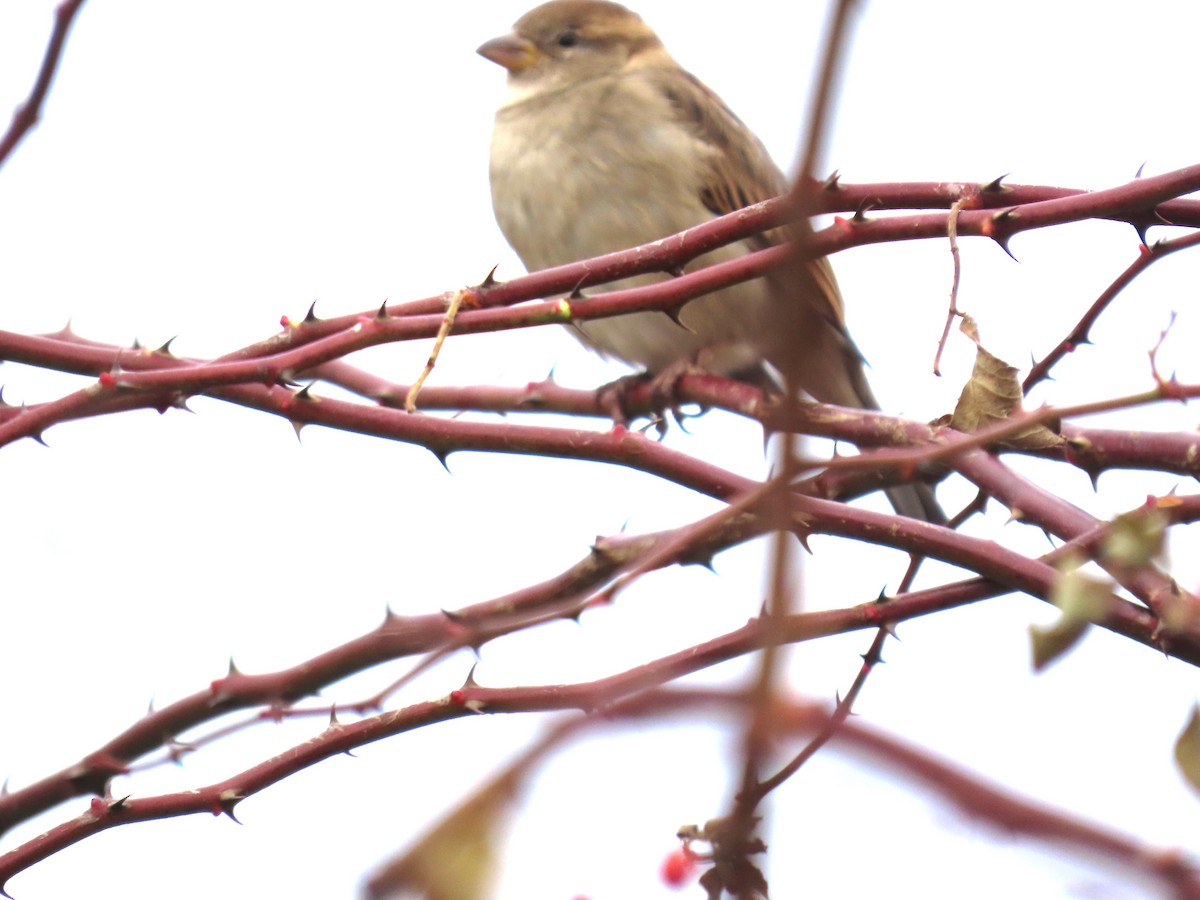 Etxe-txolarrea - ML645729241