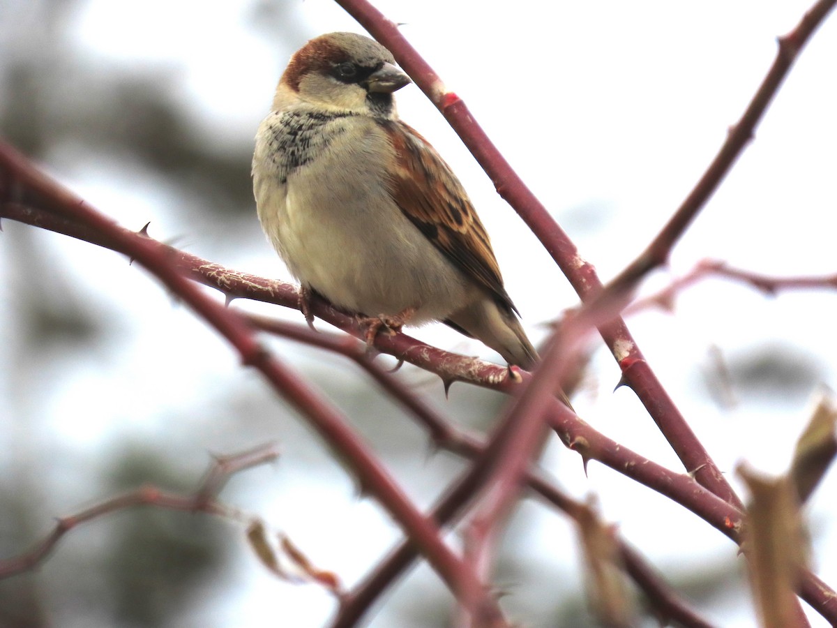Etxe-txolarrea - ML645729242