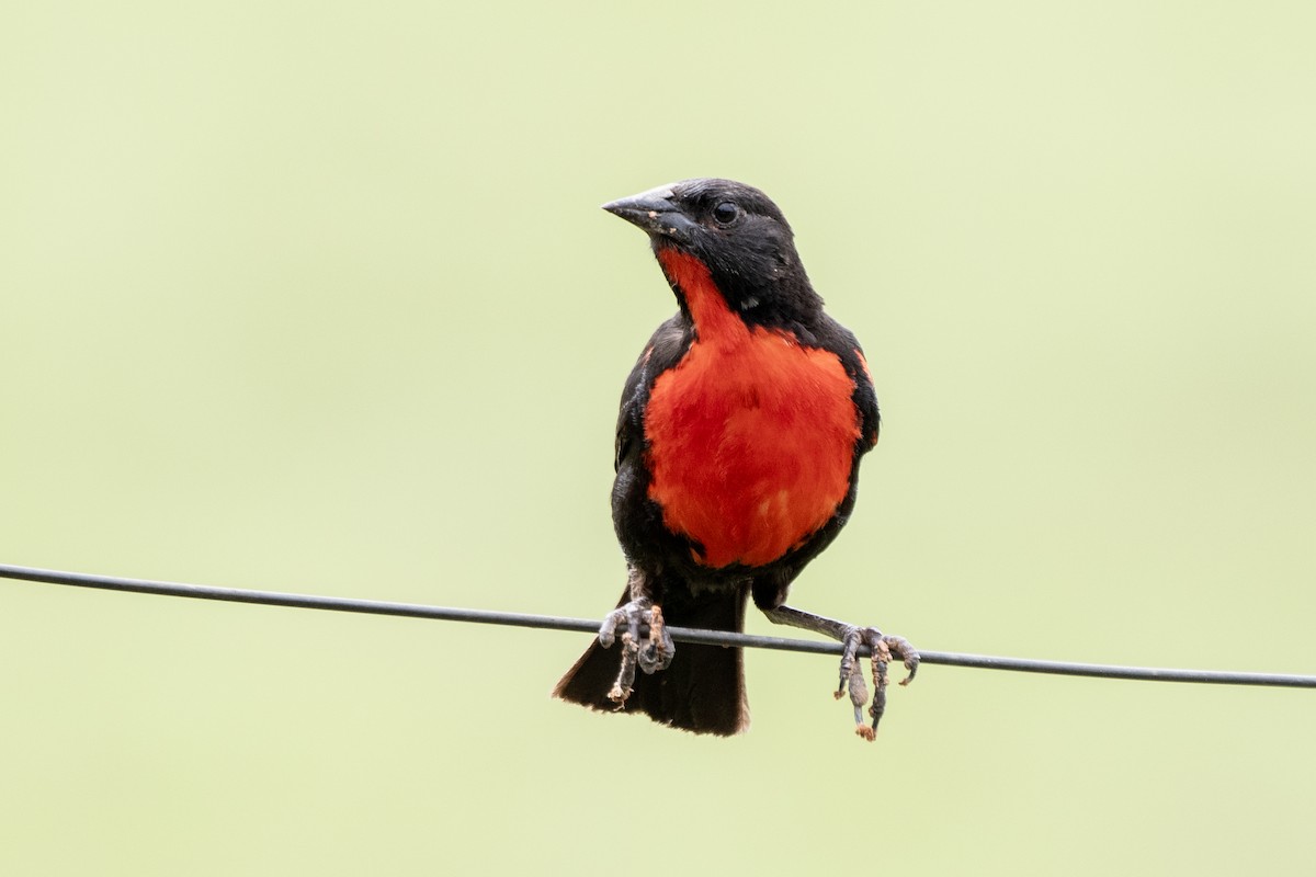 Red-breasted Meadowlark - ML645729248