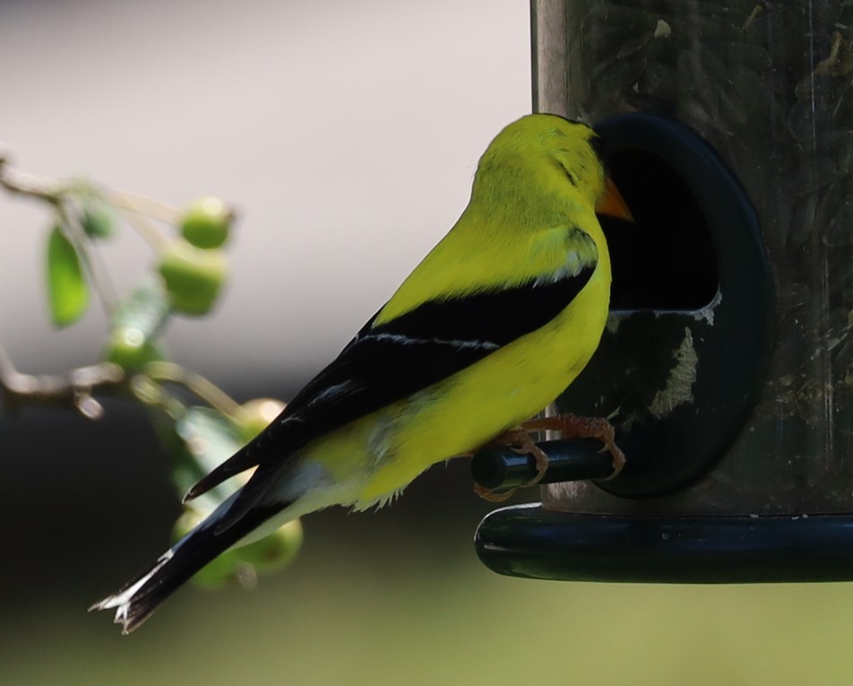 American Goldfinch - ML645729251