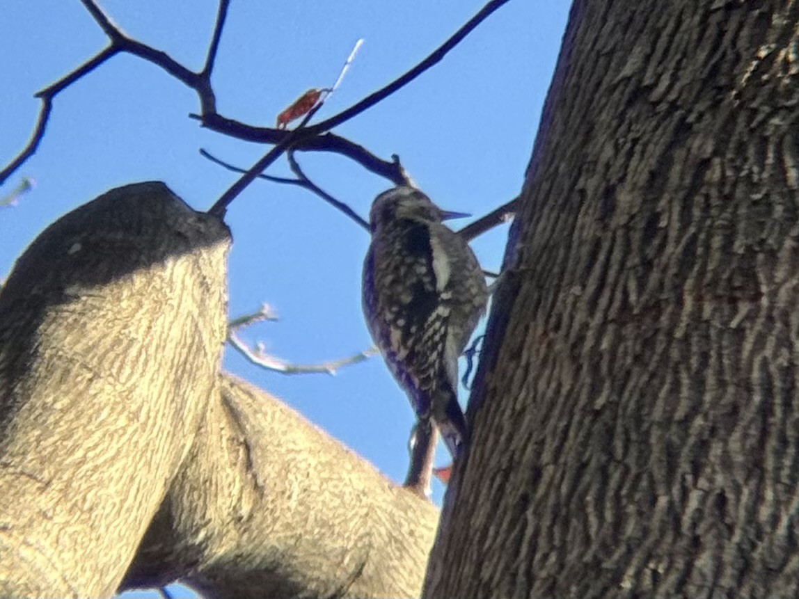Yellow-bellied Sapsucker - ML645729252