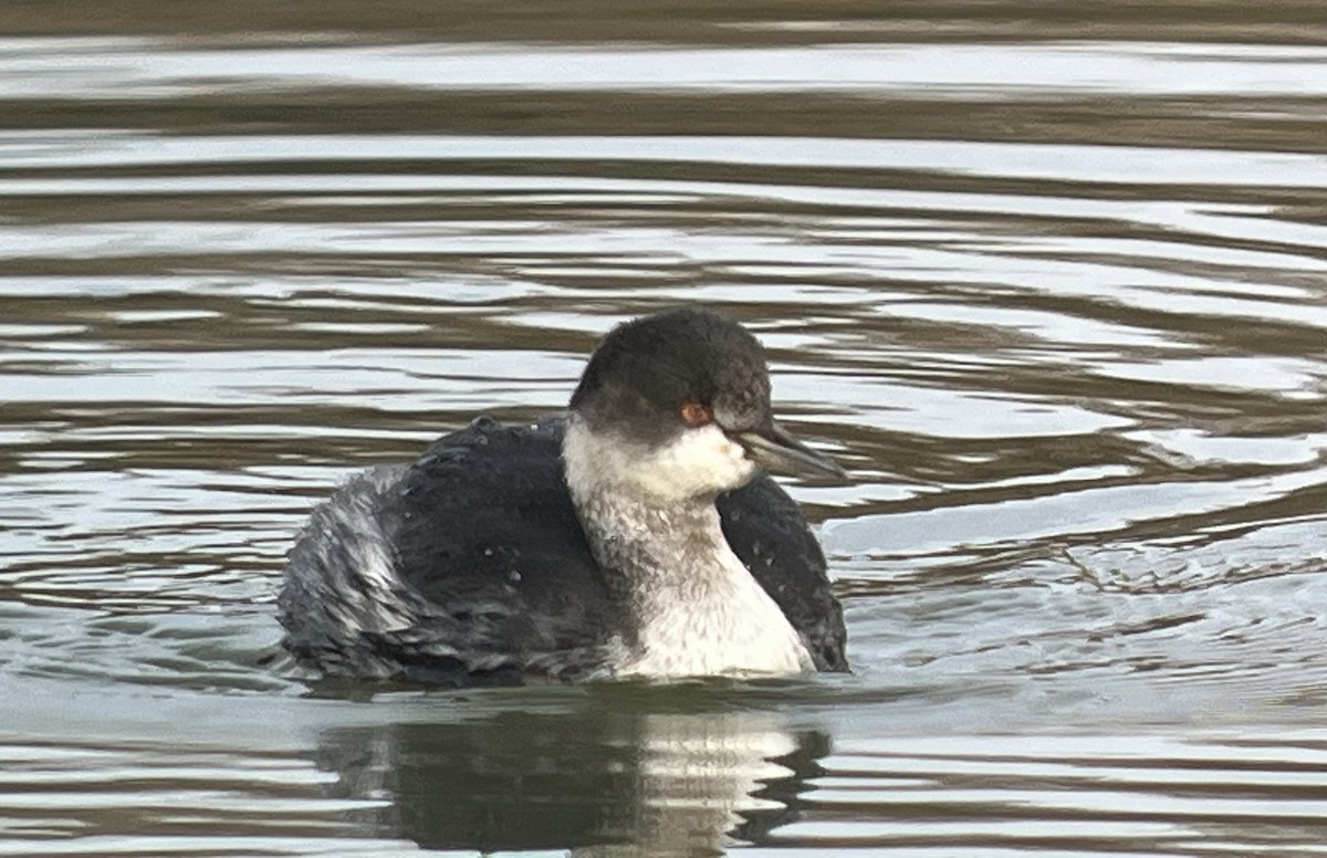 Eared Grebe - ML645729257