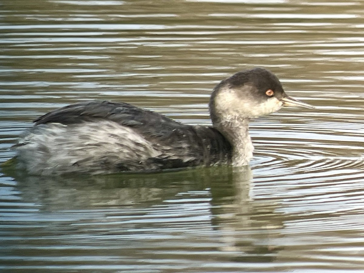 Eared Grebe - ML645729258