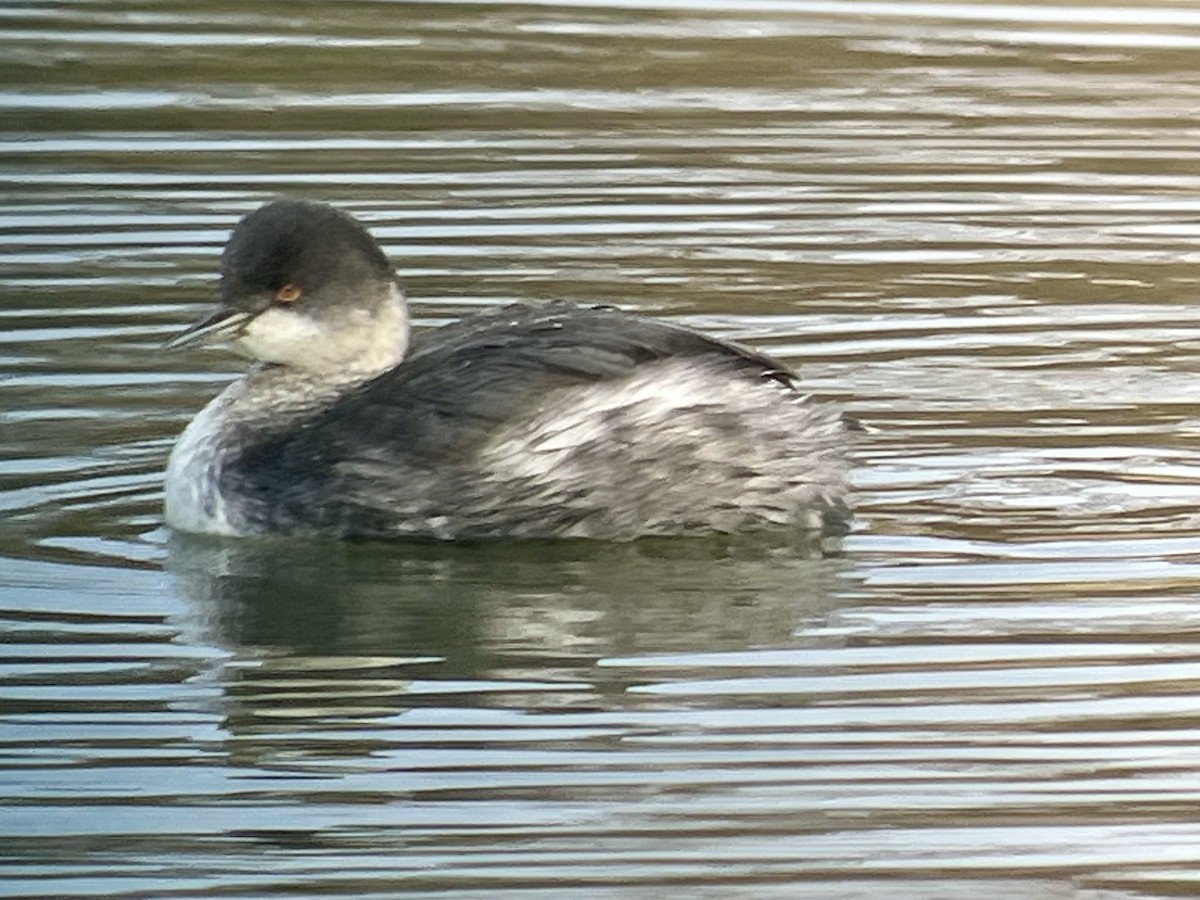 Eared Grebe - ML645729259