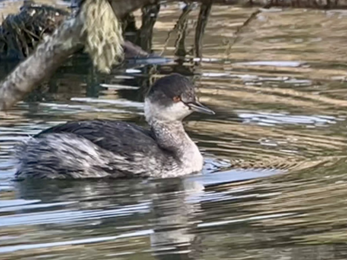 Eared Grebe - ML645729260