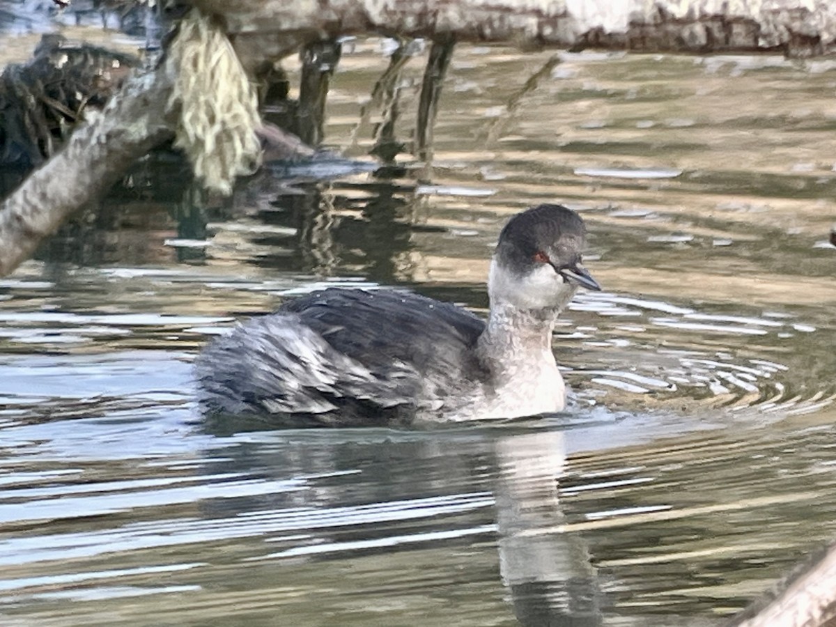 Eared Grebe - ML645729261