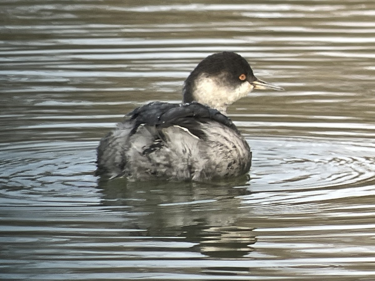 Eared Grebe - ML645729262