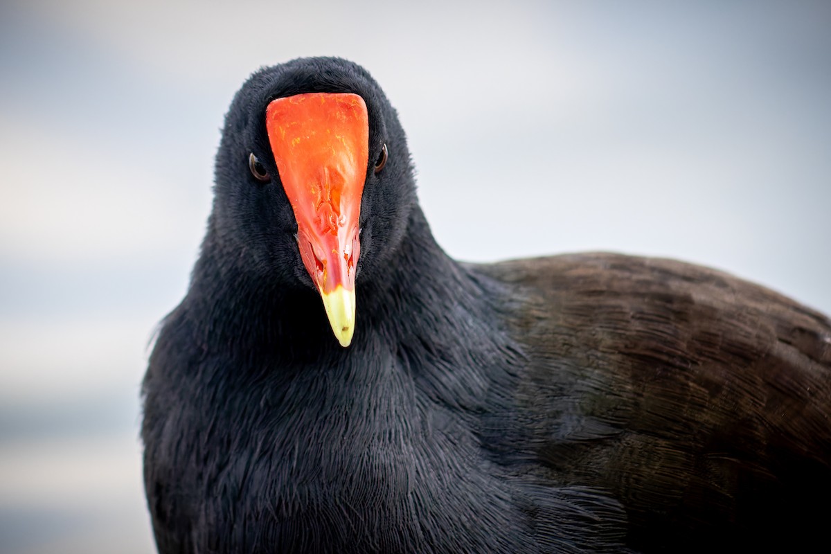 slípka americká - ML645729263