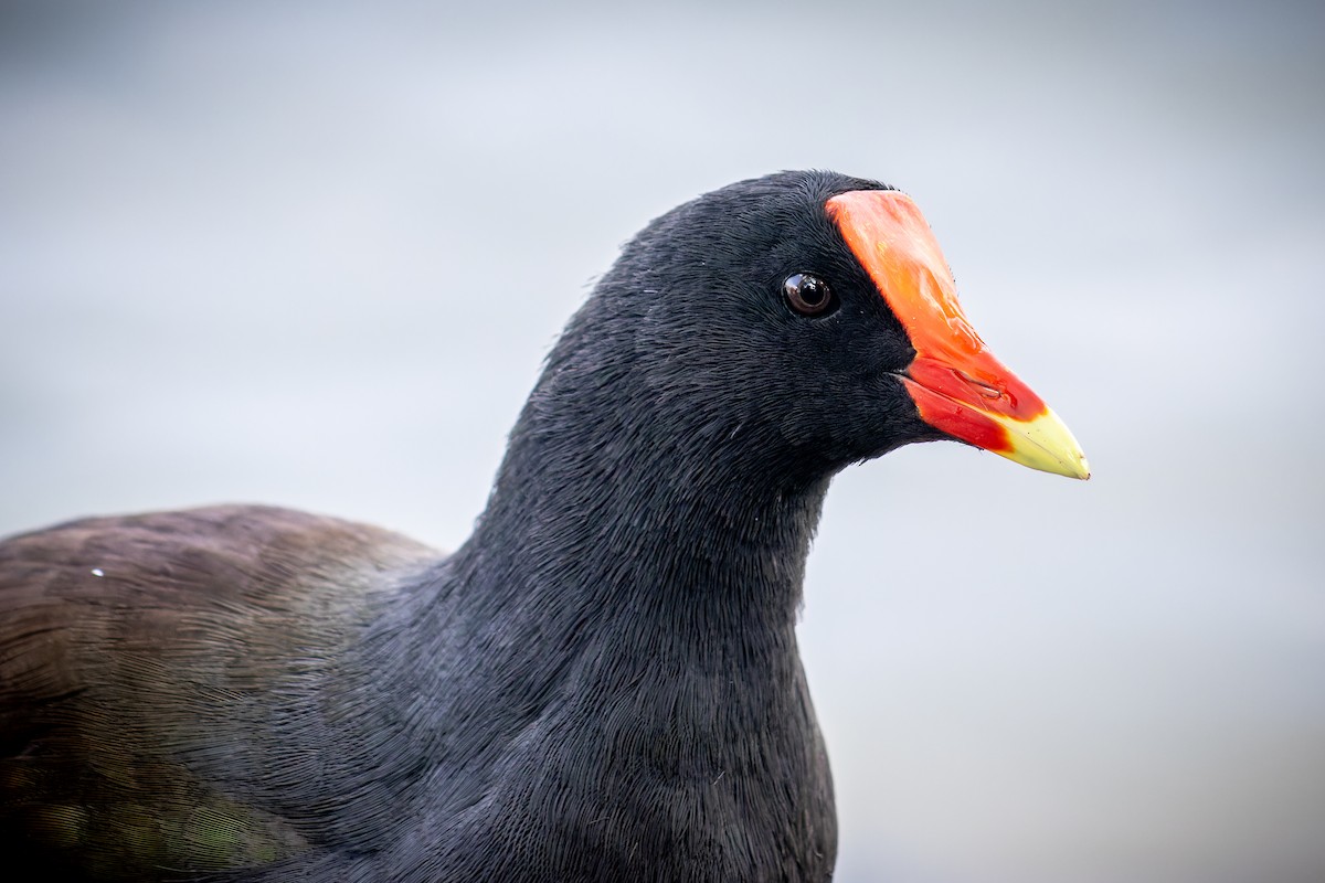 slípka americká - ML645729265