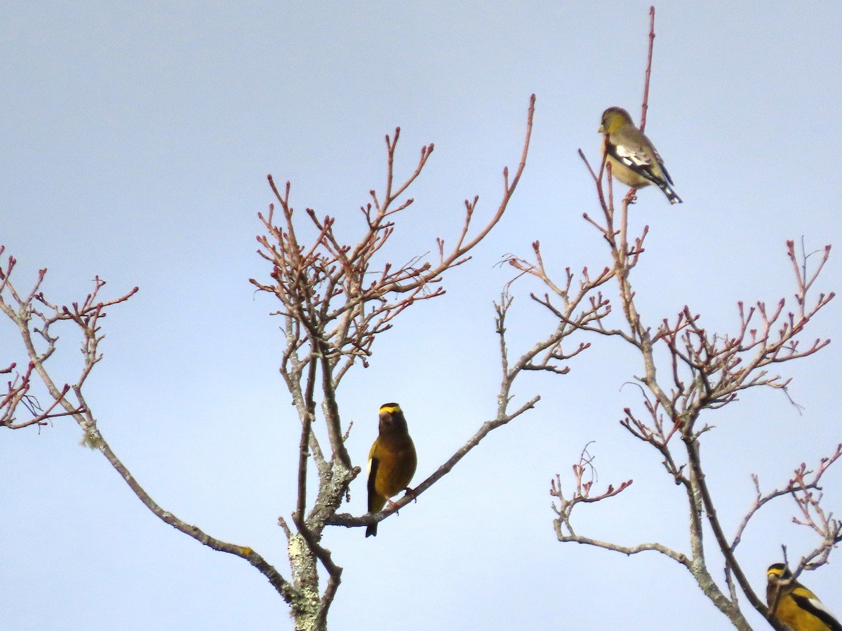 Mokolodi bekainoria - ML645729271