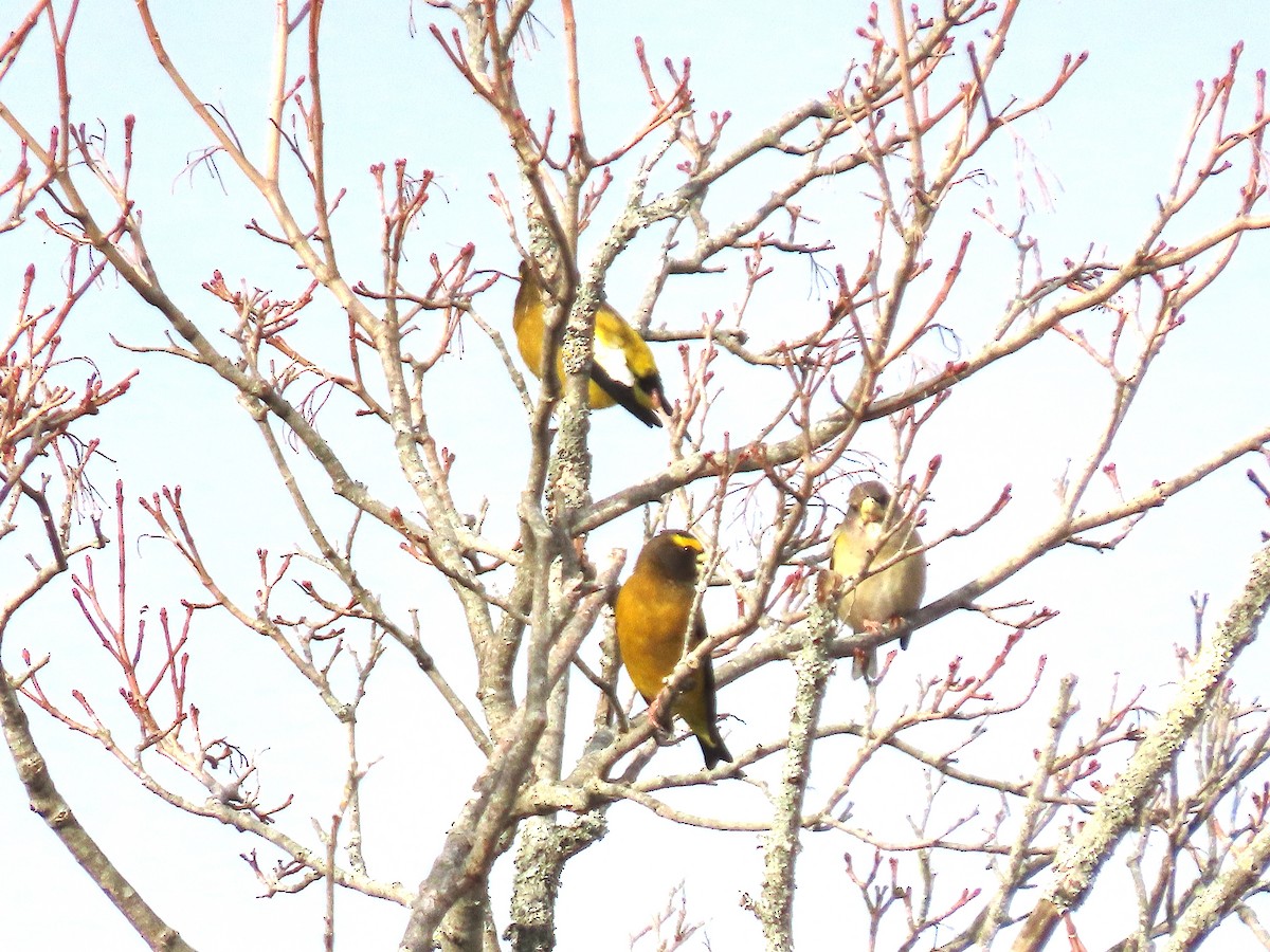 Mokolodi bekainoria - ML645729272