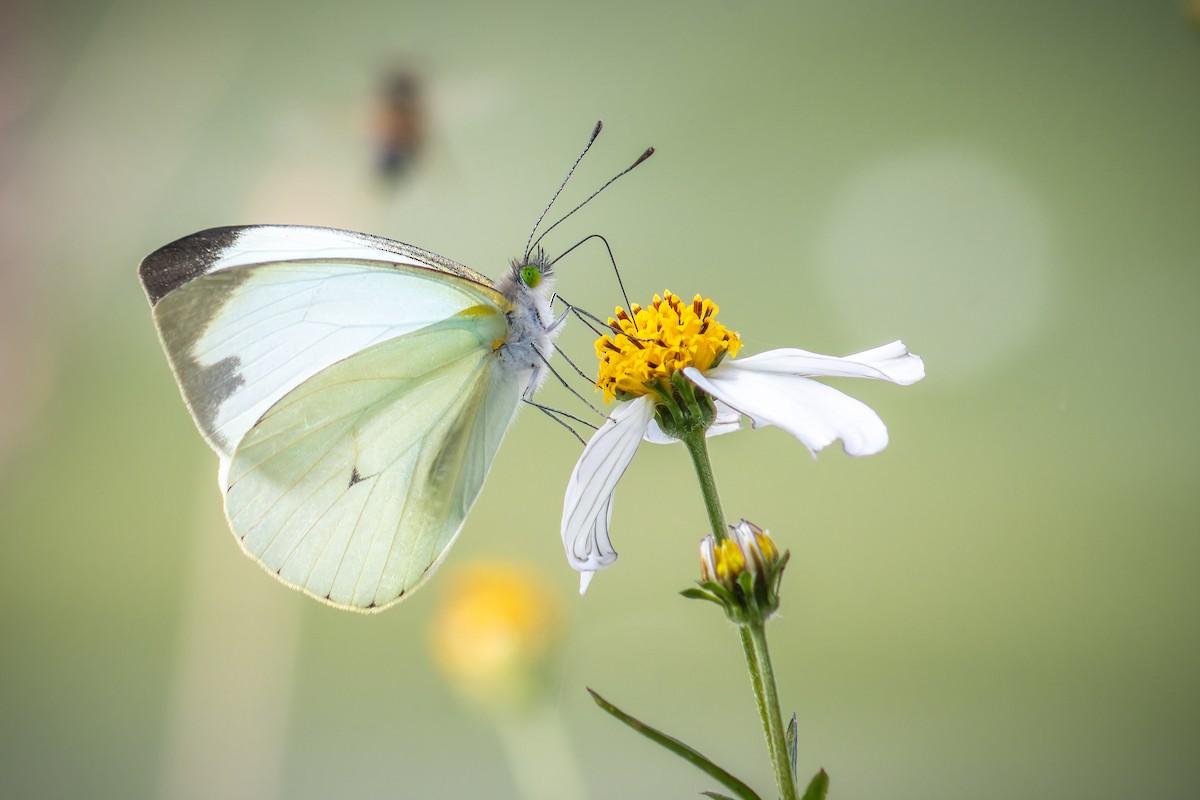 Green-eyed White - ML645729273