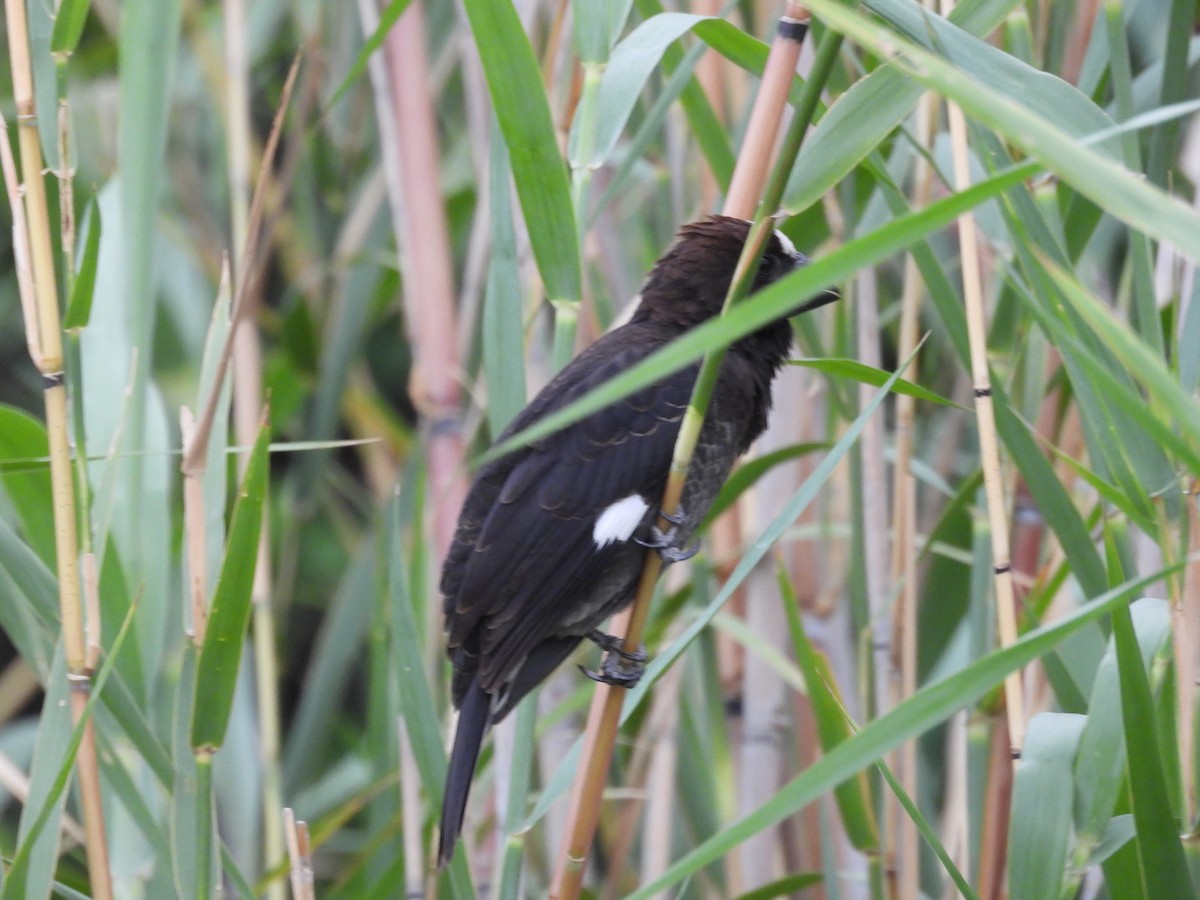 Grosbeak Weaver - ML645729274