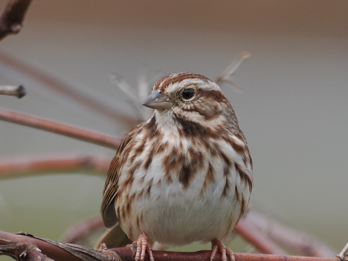 Song Sparrow - ML645729275