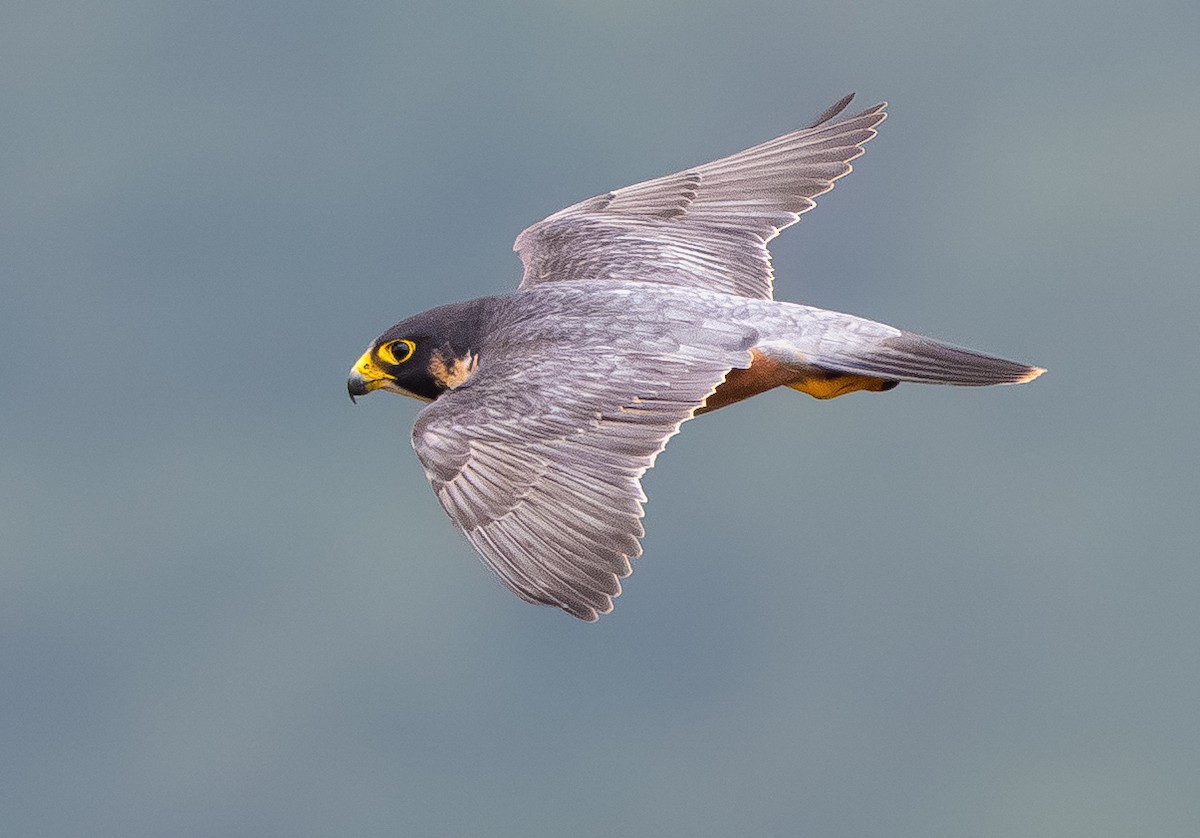 Falco pellegrino - ML645729277