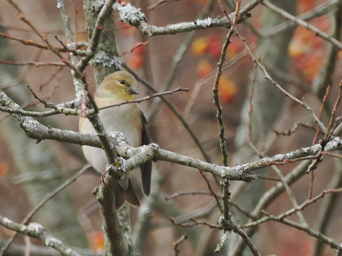 American Goldfinch - ML645729280