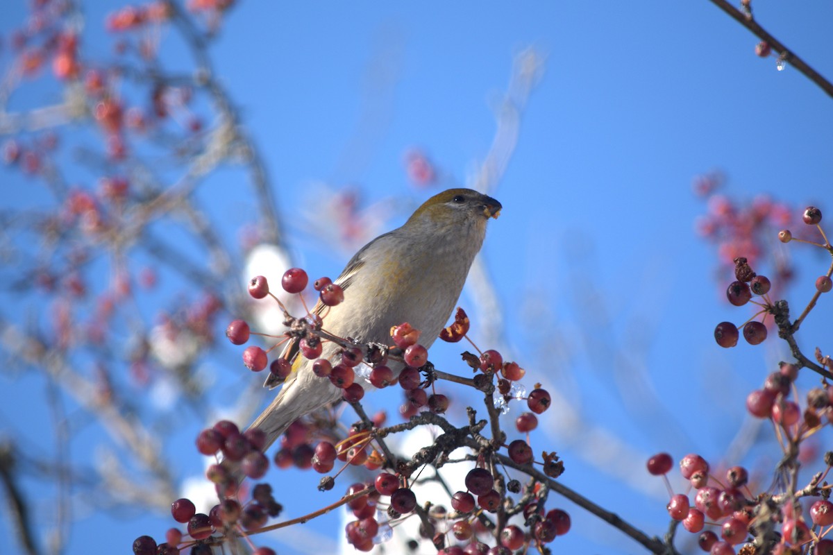 Tayga Çütresi - ML645729285
