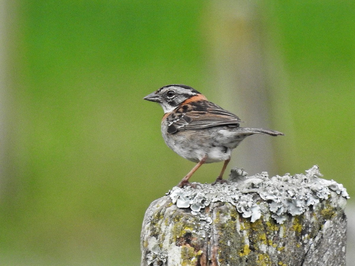 Rufous-collared Sparrow - ML645729286