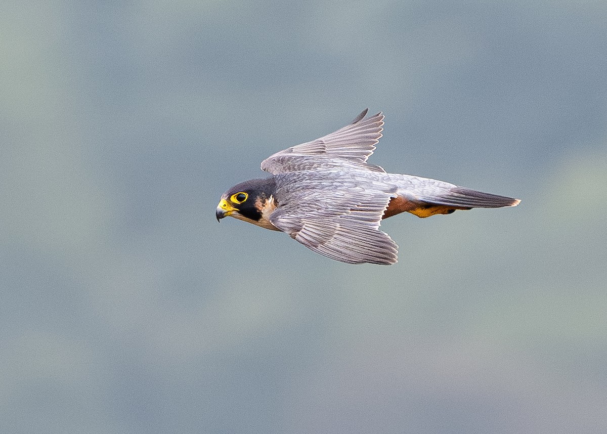 遊隼 - ML645729289