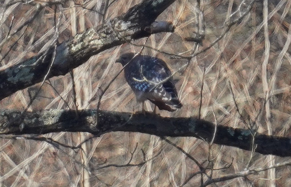 Red-shouldered Hawk - ML645729293