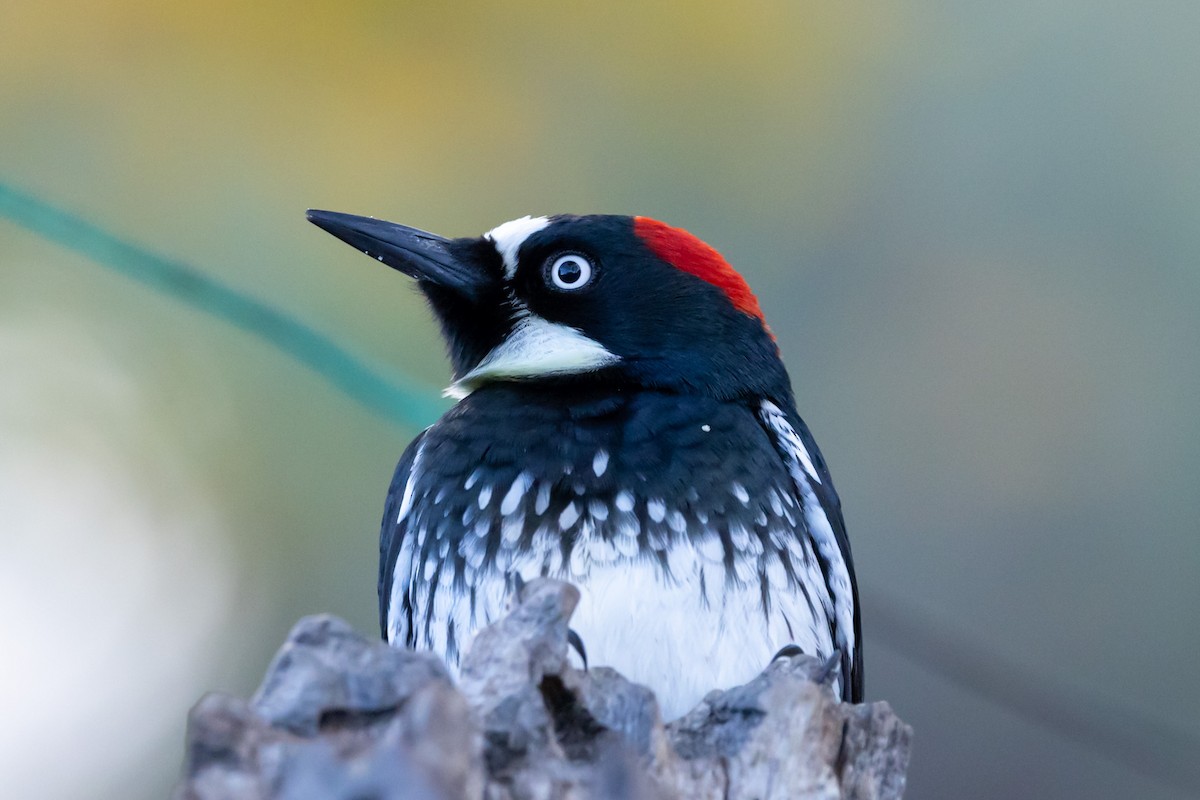 Acorn Woodpecker - ML645729294