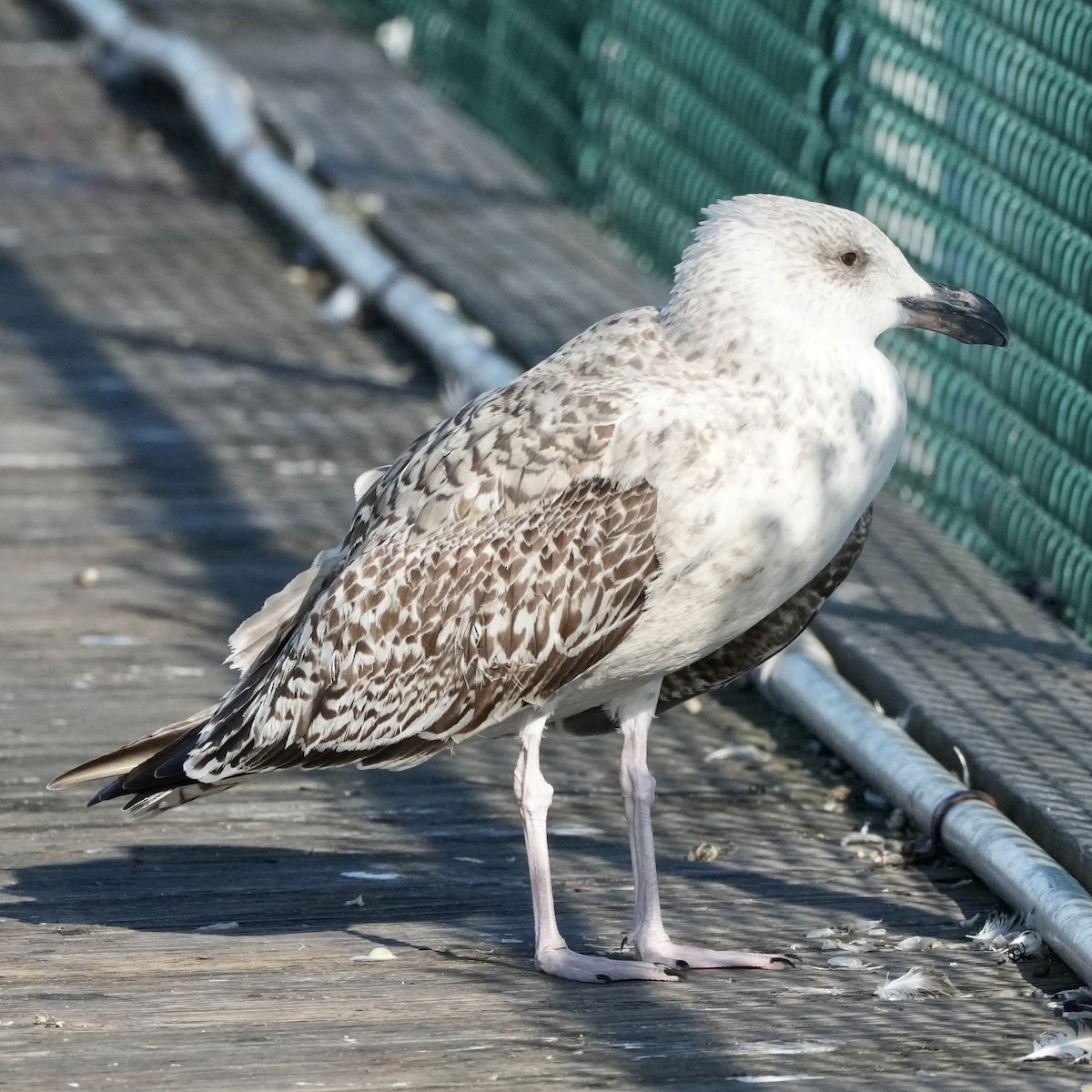 Great Black-backed Gull - ML645729295